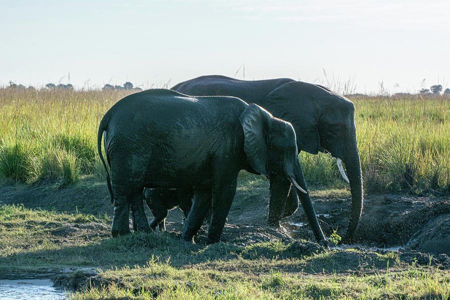 Elephants Browse on Marsh Grass Photograph by Douglas Wielfaert