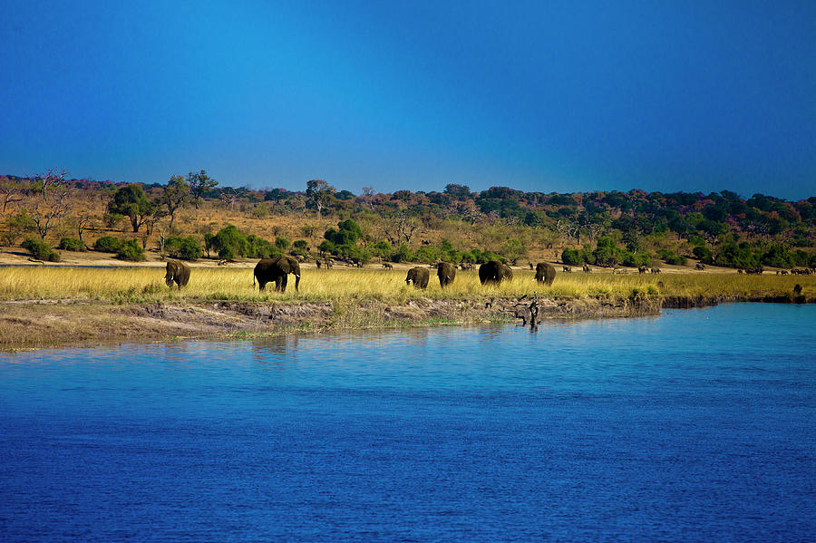 Elephants By Chobe River, Chobe Photograph by Thomas Varley