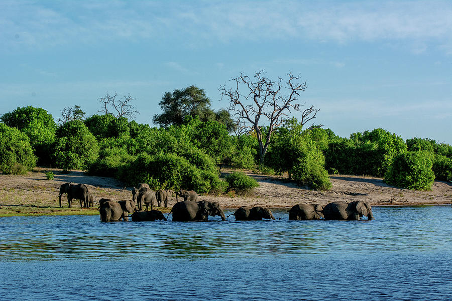 Elephants Crossing the Chobe River Photograph by Douglas Wielfaert