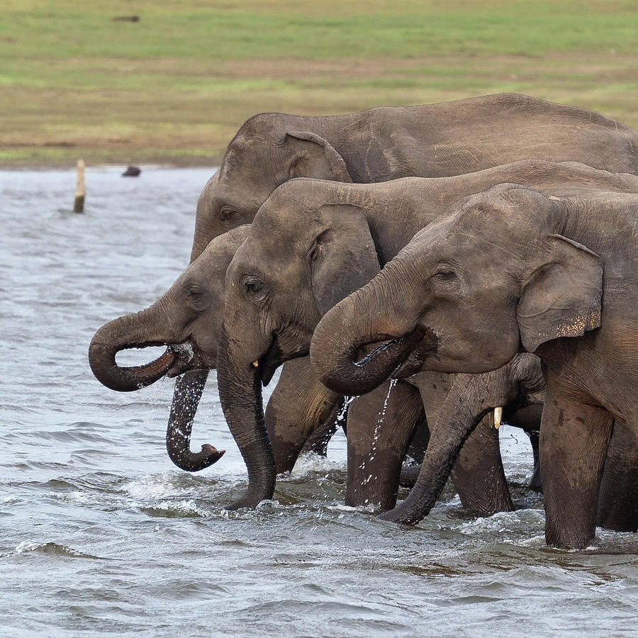 Elephants Drinking Photograph by Daniel Newcombe