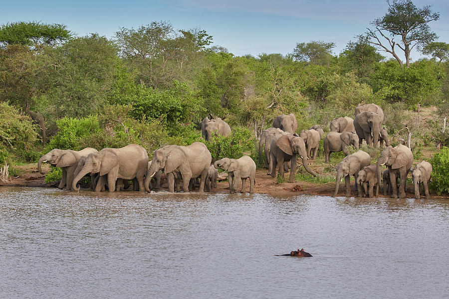 Elephants Drinking In A Waterhole, Krueger National Park, South Africa, Africa Photograph by Thomas Grundner