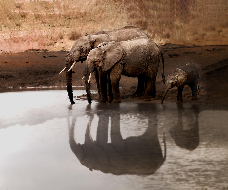 Elephants Drinking Water Photograph by Ken Liang