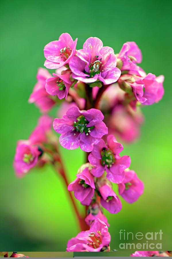 Elephants Ears (bergenia rotblum) Photograph by Science Photo Library Elephants Ears (bergenia rotblum) Photograph by Science Photo Library