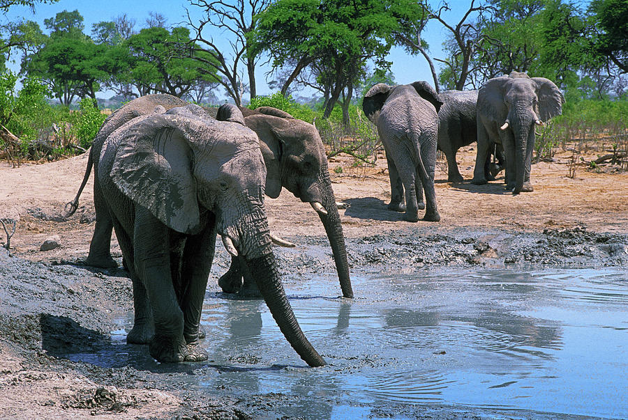 Elephants Elephantidae At Watering by Garry Black