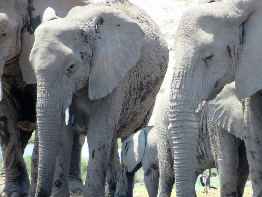 Elephants Photograph by Eric Pengelly
