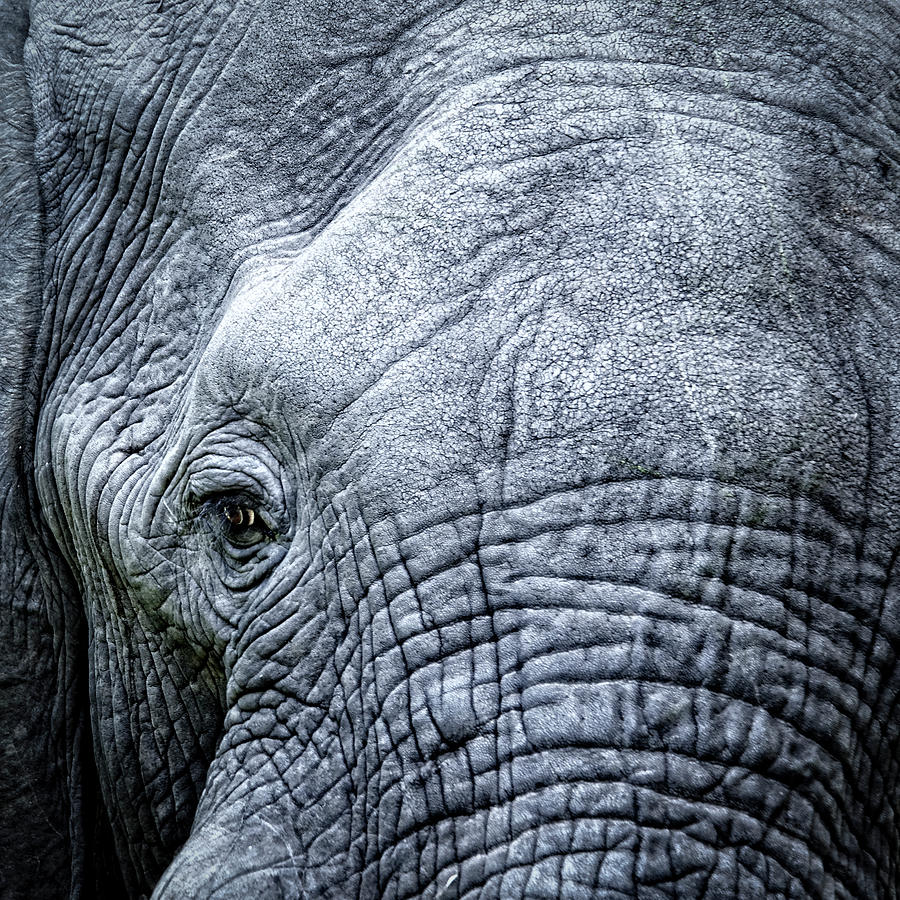 Elephants Eye Close-up Photograph by Brytta