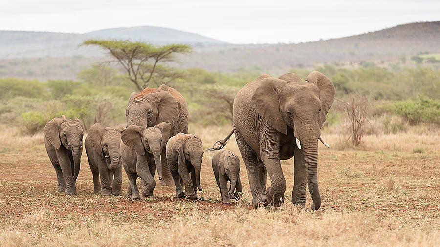 Elephants Herd Photograph by Joan Gil Raga