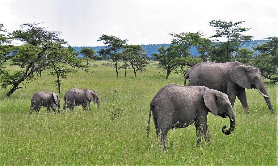 Elephants in Amboseli Photograph by Larry Kniskern - Fine Art America