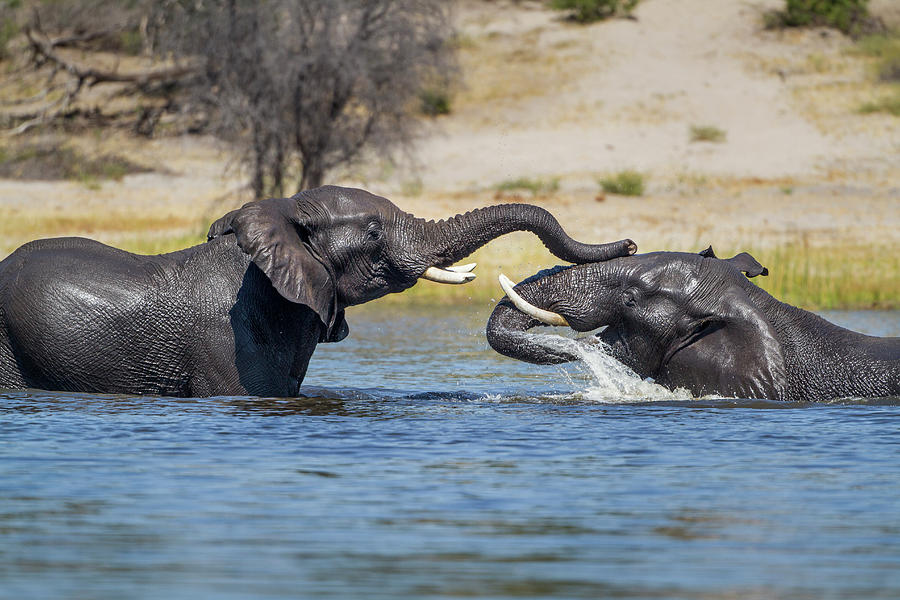 Elephants In Botete River, Botswana Photograph by Paul Souders