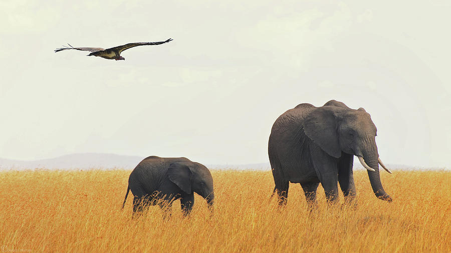 Elephants In Grass Field With Flying Photograph by Joost Notten