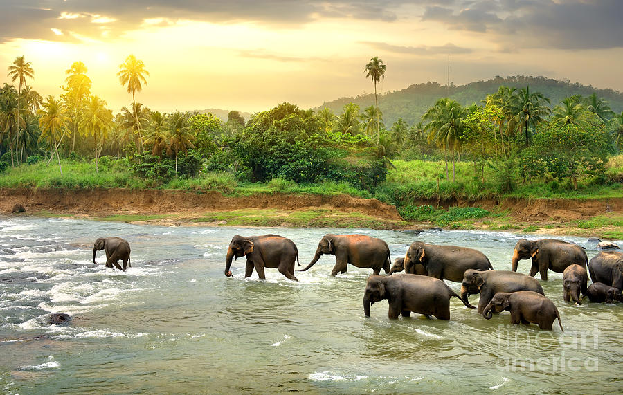 Big Photograph - Elephants In River by Givaga