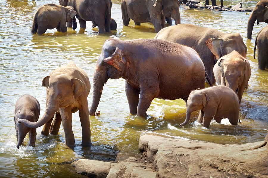Animal Photograph - Elephants In The Bath - Pinnawela by Jan Wlodarczyk