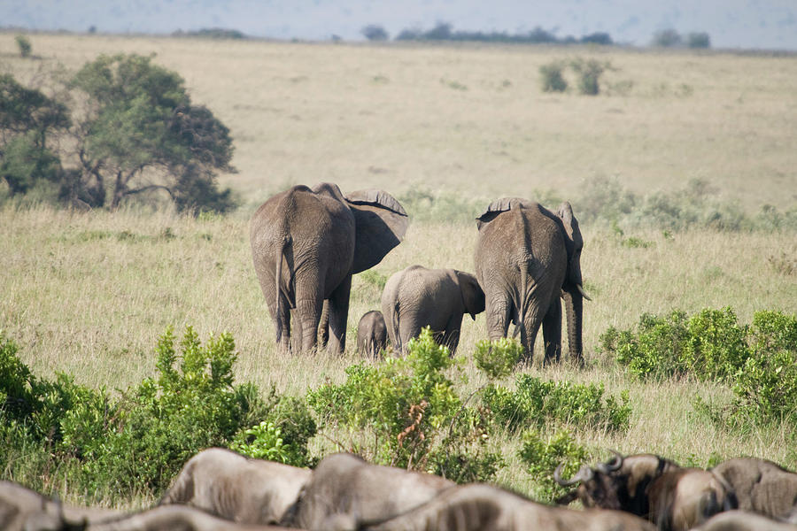 Elephants In The Masai Mara National Photograph by Gary J Stevenson - Garyjsphotography Elephants In The Masai Mara National Photograph by Gary J Stevenson - Garyjsphotography