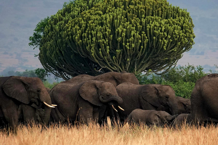 Elephants In Uganda Photograph by The Washington Post