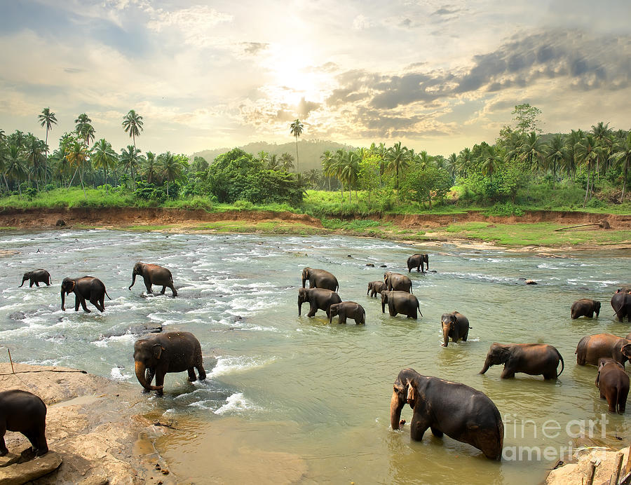 Big Photograph - Elephants In Water by Givaga Big Photograph - Elephants In Water by Givaga