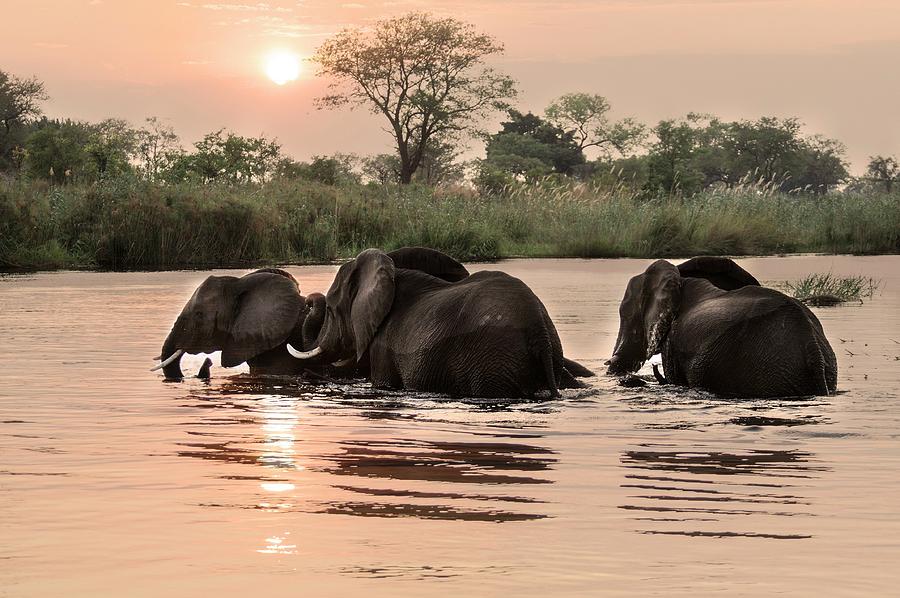 Elephants In Water Digital Art by Heeb Photos