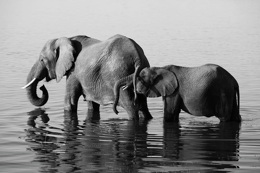 Elephants In Water Photograph by Poncho