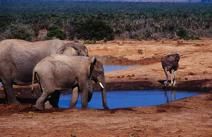 Elephants  Loxodonta Africana  And An Photograph by Richard Ianson