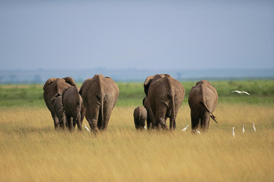 Elephants Loxodonta Africana Walking Photograph by Art Wolfe
