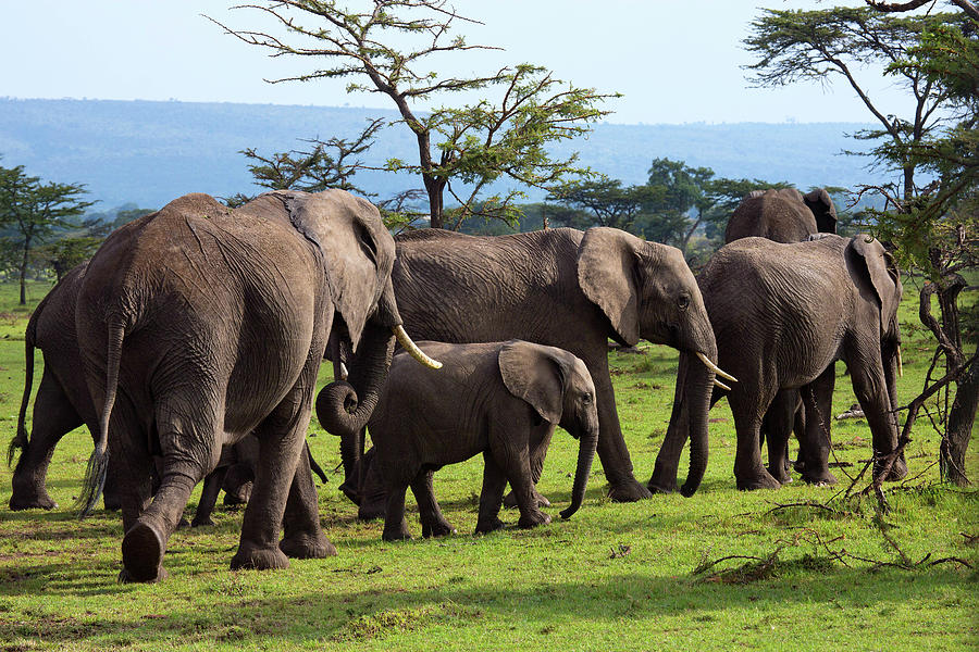 Elephants, Masai Mara, Kenya Digital Art by Hp Huber