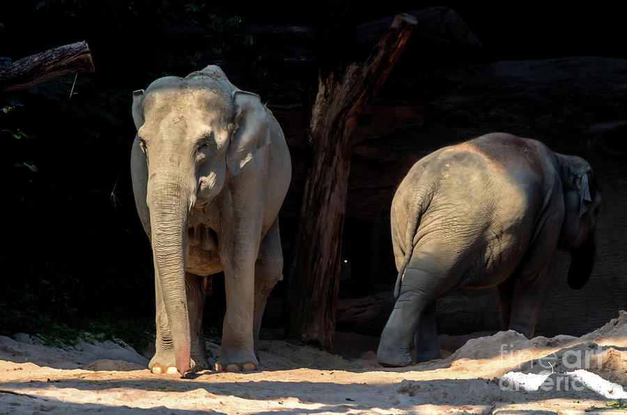 Elephant Photograph - Elephants by Michelle Meenawong