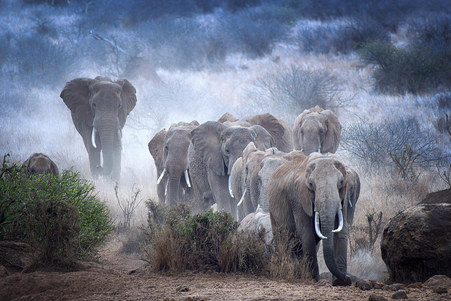 Elephants Of Amboseli Photograph by Sherin George
