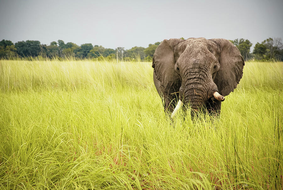 Elephants Of Botswana Photograph by Tara Moayed