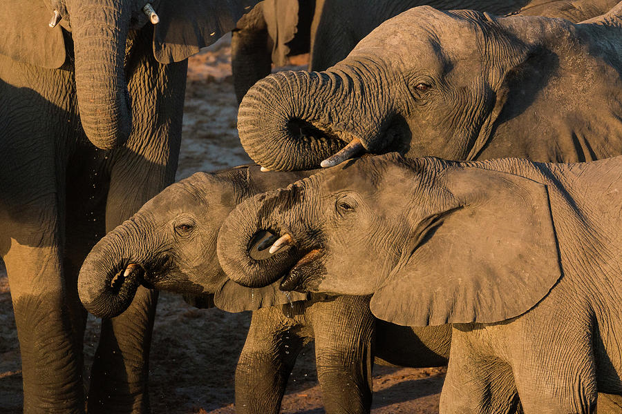 Drinking Elephants on the Okavango river - 1 Photograph by Claudio Maioli
