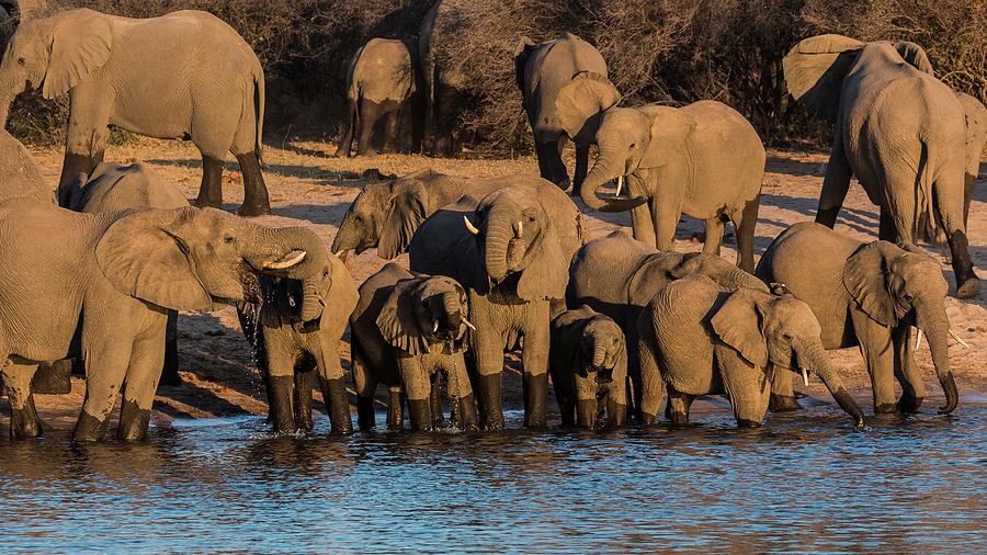 Elephants on the Okavango river - 2 Photograph by Claudio Maioli