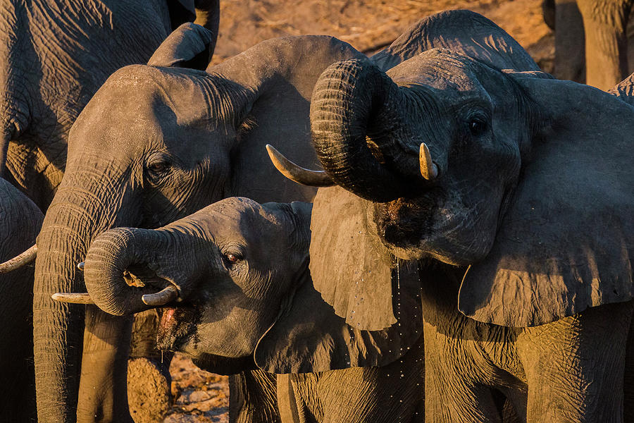 Elephants on the Okavango river - 2 #1 Photograph by Claudio Maioli