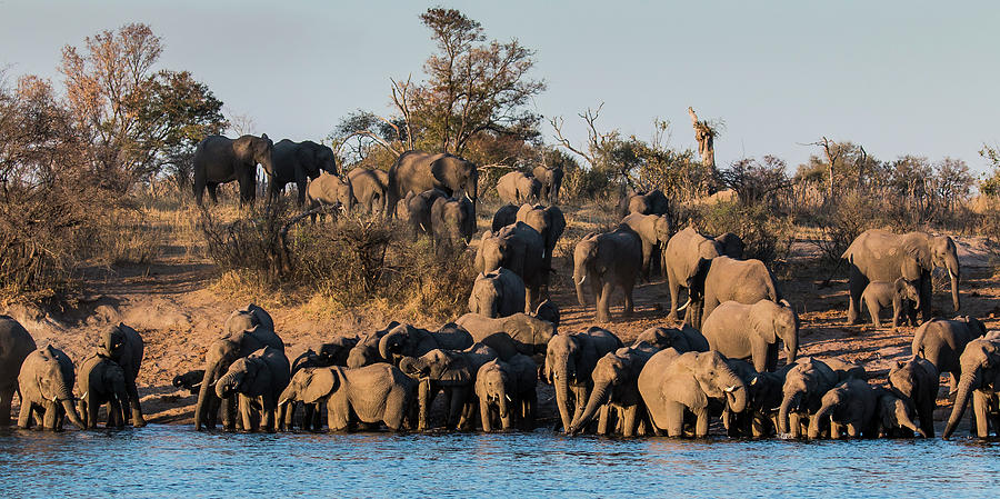 Elephants on the Okavango river - 1 Photograph by Claudio Maioli