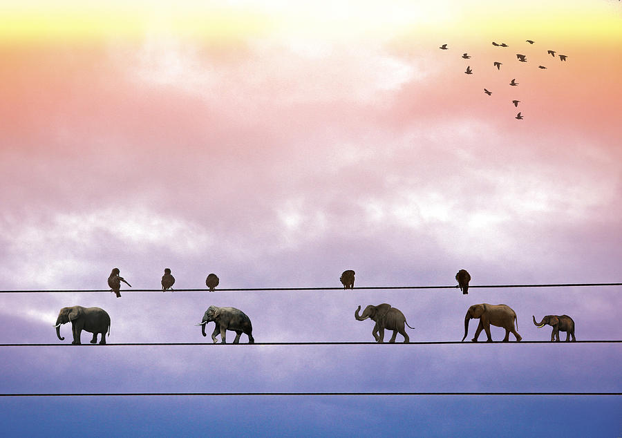 Elephants on the Wires Digital Art by Alex Mir
