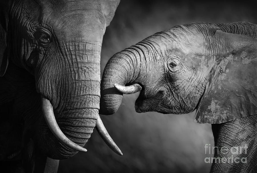 Small Photograph - Elephants Showing Affection Artistic by Johan Swanepoel