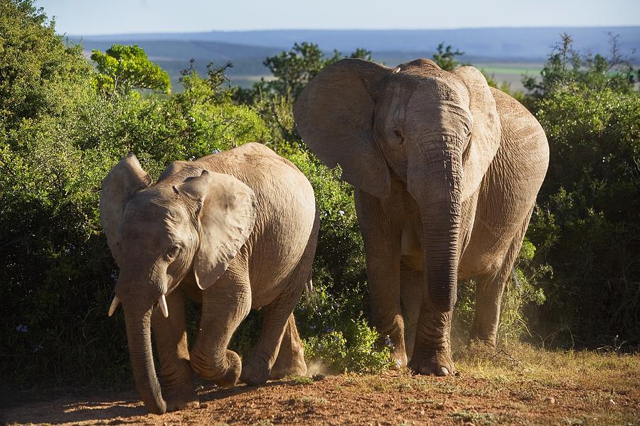 Elephants, South Africa Digital Art by Massimo Ripani