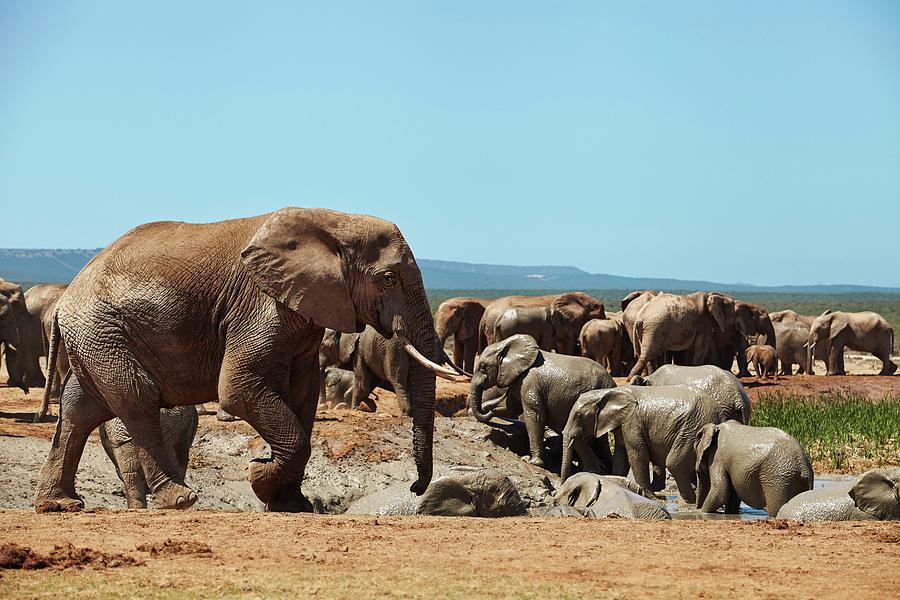 Elephants, South Africa Digital Art by Richard Taylor