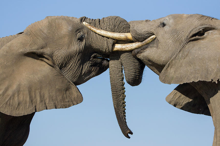 Elephants Sparing In Botswana Photograph by Suzi Eszterhas