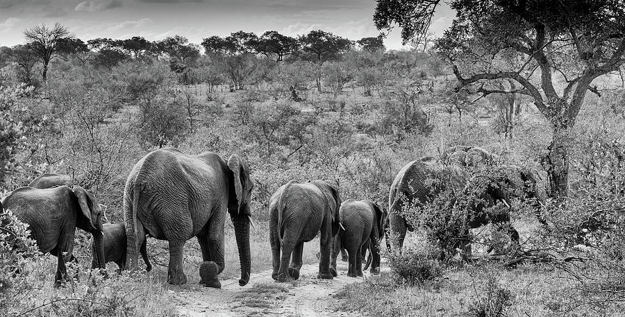 Elephants strolling Photograph by Mark Hunter