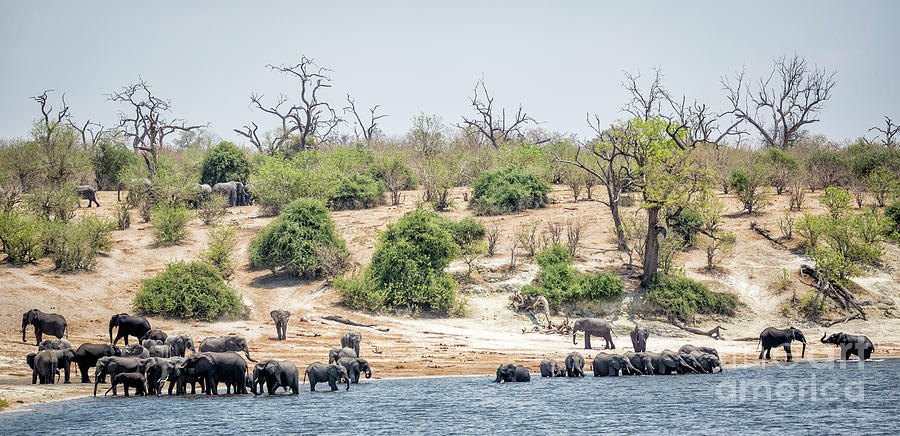 Elephants Photograph by Timothy Hacker
