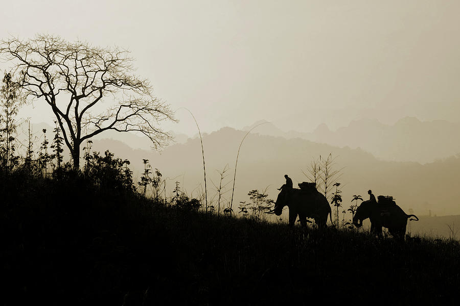 Elephants Trekking Photograph by Shutterworx
