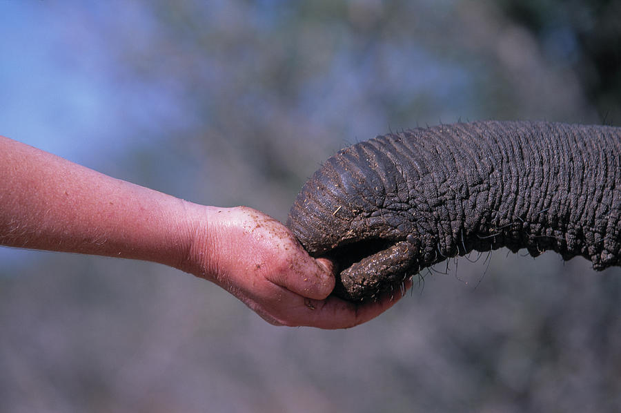 Elephants Trunk & Hand Loxodonta Photograph by Nhpa