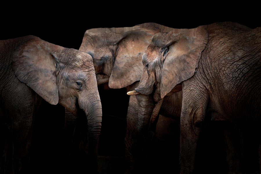 Elephants Photograph by Vitor Martins