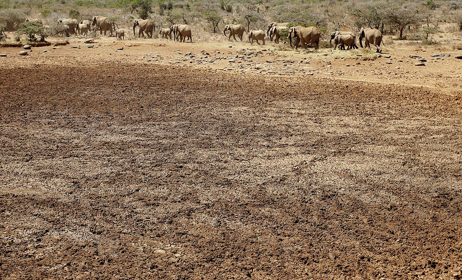 Elephants Walk in Front of Dry Swamp Photograph by Goran Tomasevic ...