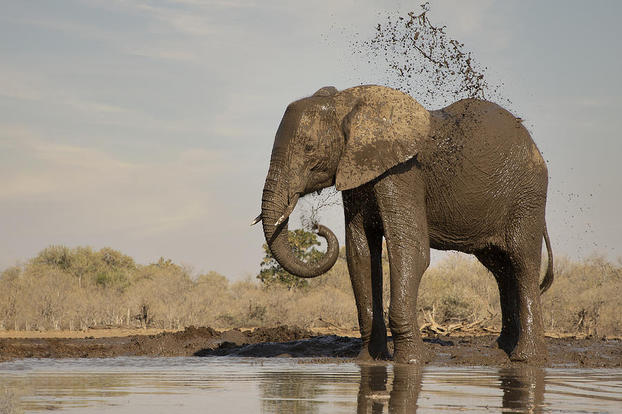 Elephants Way To Use The Watering Hole Photograph by Linda D Lester