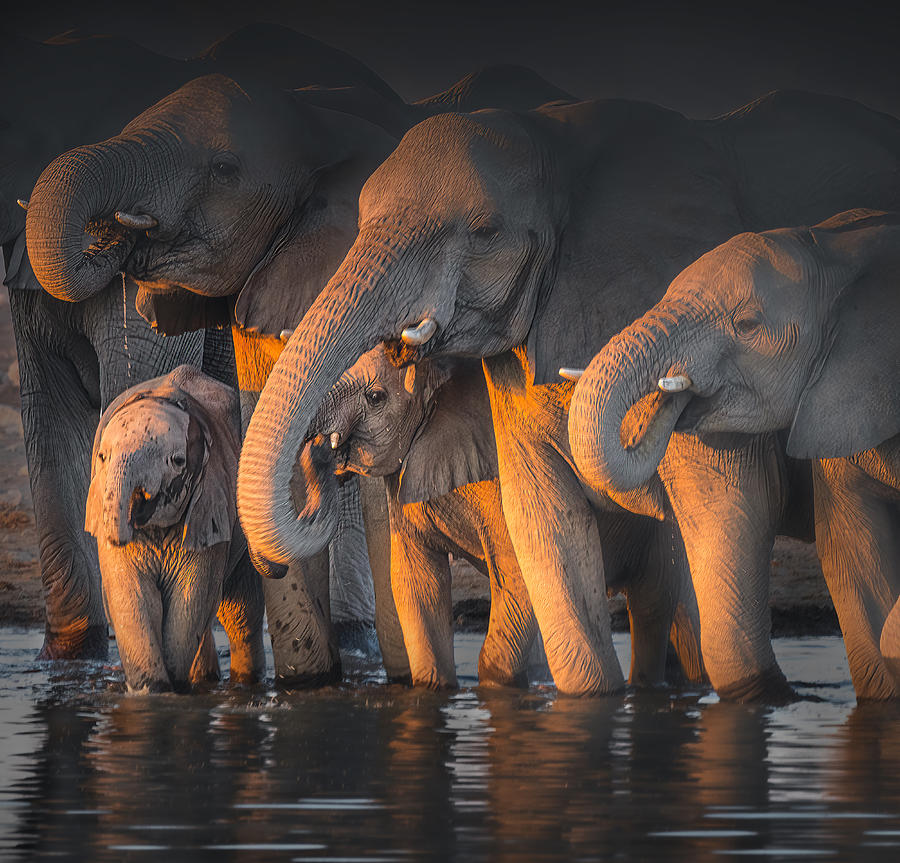 Elephants Photograph by Willa Wei