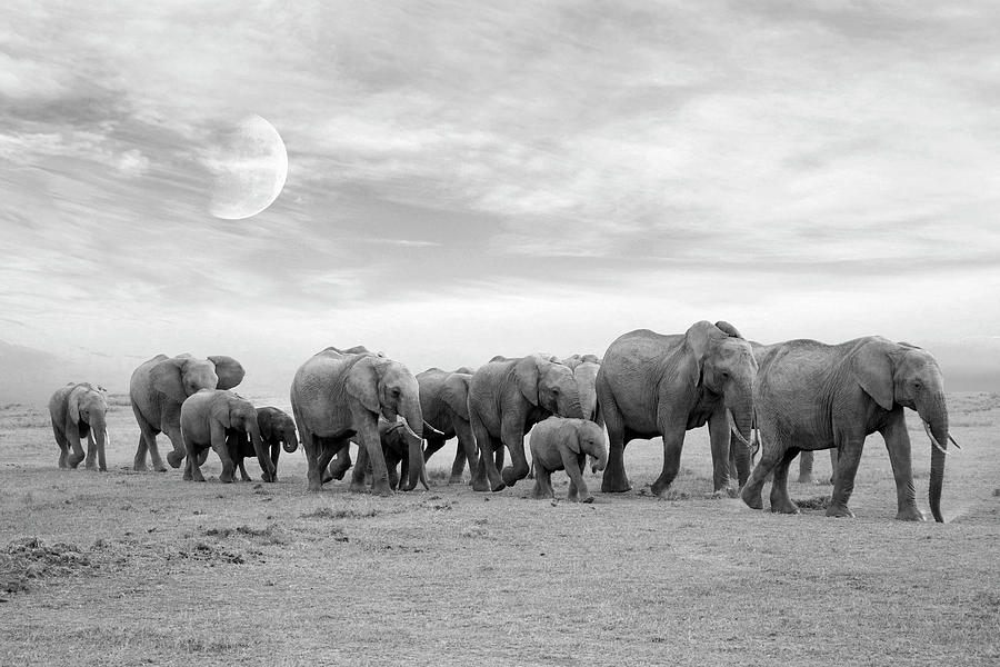 Elephant Mixed Media - Elephent Family by Ata Alishahi