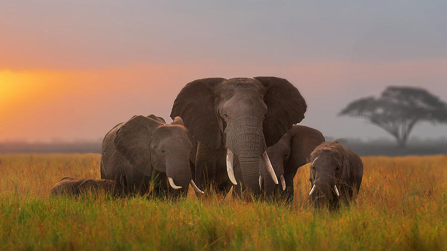 Elephant Photograph - Elephent Family In Amboseli by Annie Poreider