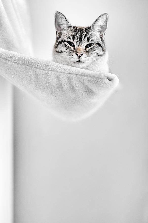 Elevated Cat Photograph by Pascal Danek - Fine Art America