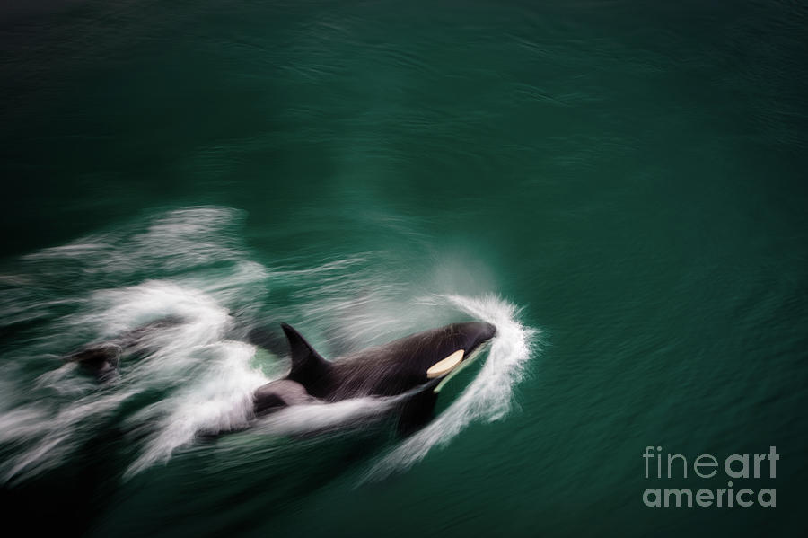 Elevated View Killer Whale, Iceland Photograph by Frank Kaiser