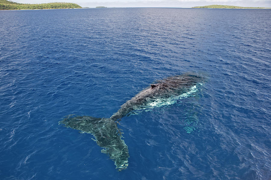 Elevated View Of Humpback Whale In Sea Photograph by John W Banagan