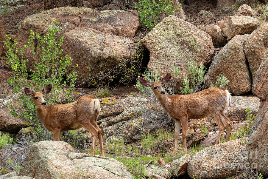 Eleven Mile Canyon Deer Photograph by Steven Krull
